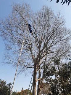 Boom snyer en snoeier in Polokwane