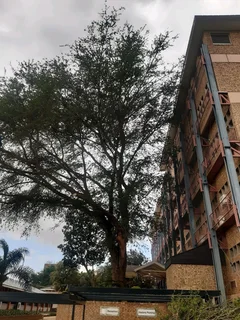 Boom snyer en snoeier in Polokwane