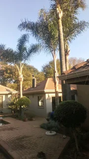 Arborist - Tree cutting felling and trimming around Polokwane