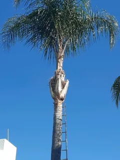 Arborist - Tree cutting felling and trimming around Polokwane