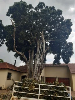 Arborist - Tree cutting felling and trimming around Polokwane