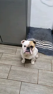 English bulldog male