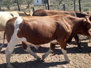 9 Osse/Oxen te koop/For sale