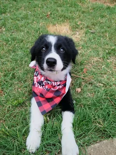 Male Purebred Border Collie Puppie