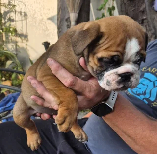 English bulldog puppies