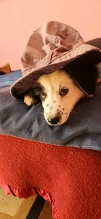 Beautiful border collie puppies