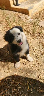 Beautiful border collie puppies