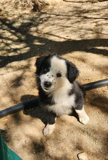 Beautiful border collie puppies