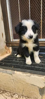 Beautiful border collie puppies
