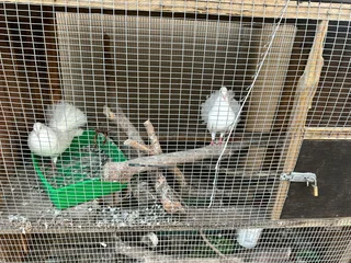 Cage + Fan Tail Doves
