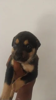 Puppies - Ad posted by Jarred Ankiah