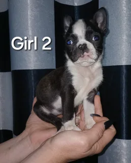 Boston terrier puppies