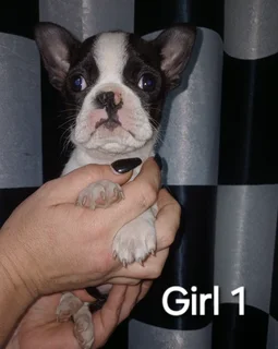 Boston terrier puppies