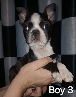 Boston terrier puppies