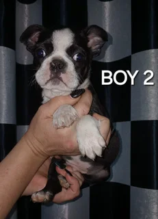Boston terrier puppies