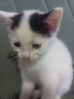 Kittens - Ad posted by Logan Rowe