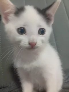 Kittens - Ad posted by Logan Rowe