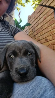 Labrador retriever puppies