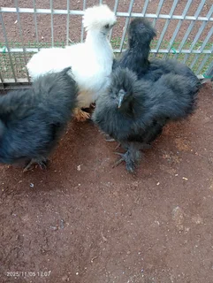 Silkie Chicks