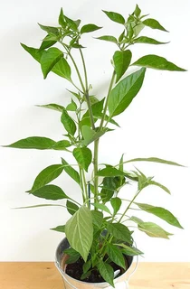 Birds Eye/Serano/Green/Jalapeno/Thai chilli plants