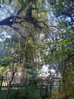 Tree cutting and gardening services