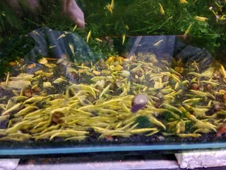 24K goldbackline Shrimp for sale