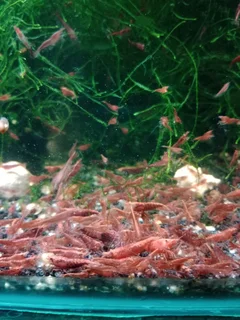 24K goldbackline Shrimp for sale