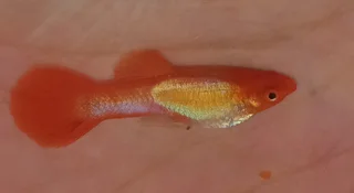Koi guppies for sale