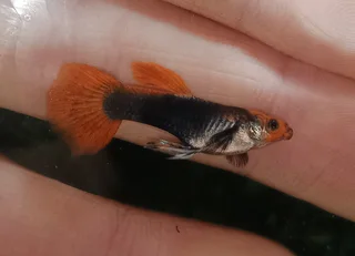 Koi guppies for sale