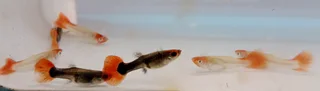Koi guppies for sale