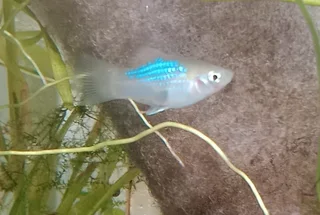 Platies and swordtails for sale