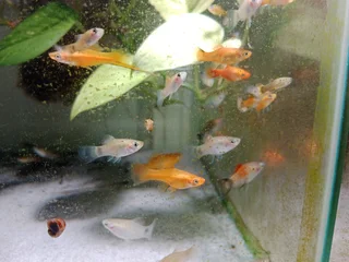 Platies and swordtails for sale