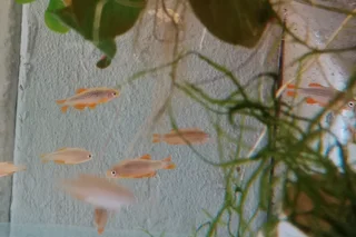 Celestial pearl danio