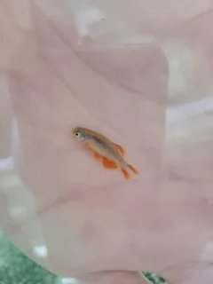 Celestial pearl danio