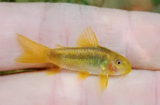 Gold lazer cories