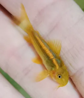Gold lazer cories