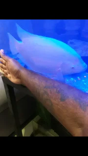 Pet fish