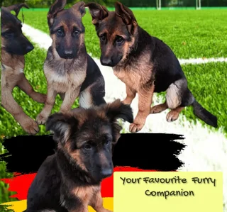 German Shepherd pupp