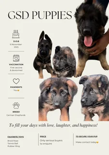 German Shepherd puppies