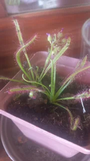 cape sundew carnivorous plant