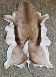 Springbok hide for sale