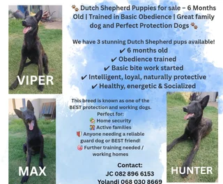 Dutch Shepherd puppies