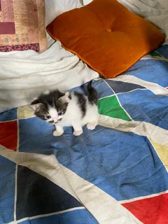 Baby kittens up for adoption, looking for a loving car