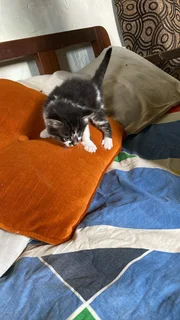 Baby kittens up for adoption, looking for a loving car