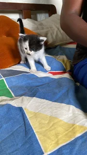 Baby kittens up for adoption, looking for a loving car