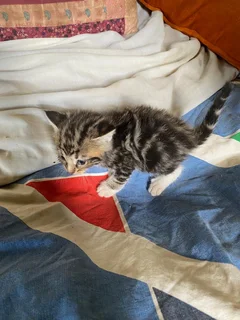 Baby kittens up for adoption, looking for a loving car