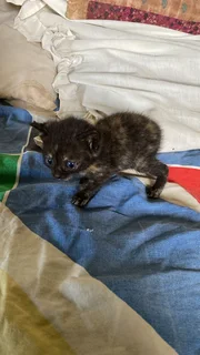 Baby kittens up for adoption, looking for a loving car