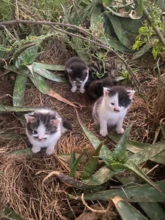 Baby kittens up for adoption, looking for a loving car