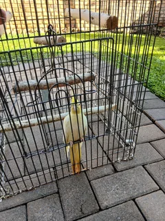 Cocktali - Ad posted by Anusha Singh