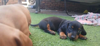 Puppies - Ad posted by Geoff Legward